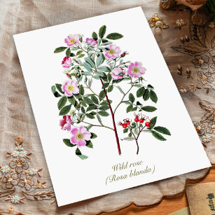 Elegant Vintage Botanical Pink Wild Rose Postcard