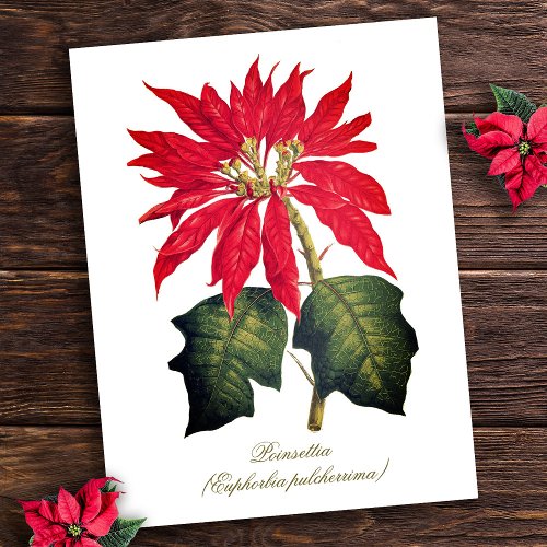 Elegant Vintage Botanical Poinsettia Flower Postcard