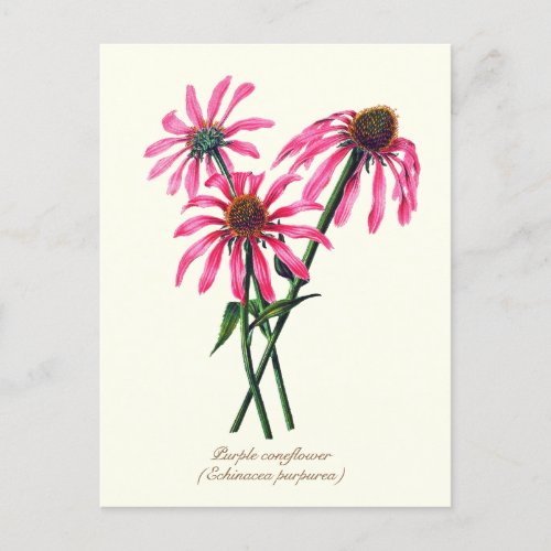 Elegant Vintage Botanical Purple Coneflower  Postcard