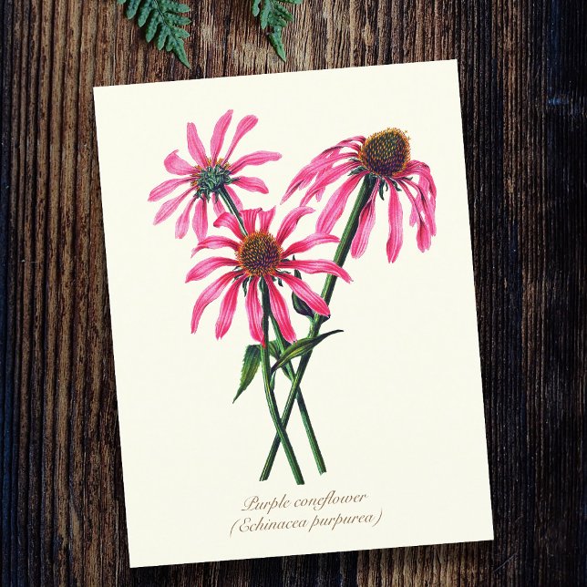 Elegant Vintage Botanical Purple Coneflower  Postcard (Creator Uploaded)