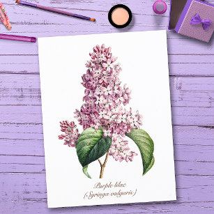 Elegant Vintage Botanical Purple Lilac Blossom Postcard