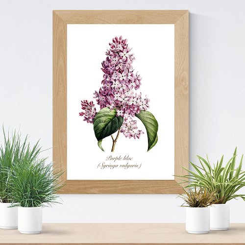 Elegant Vintage Botanical Purple Lilac Blossom Poster