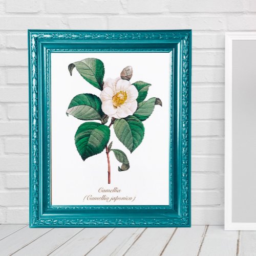 Elegant Vintage Botanical White Camellia Blossom  Poster