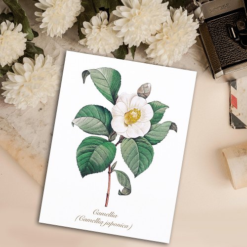 Elegant Vintage Botanical White Camellia Flower Postcard