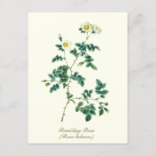Elegant Vintage Botanical White Wild Rose Postcard