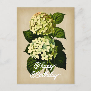 Elegant Vintage Hydrangea Flower Happy Birthday Postcard