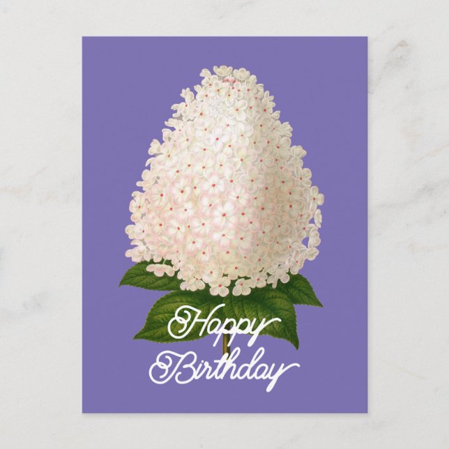 Elegant Vintage Hydrangea Paniculata Birthday Postcard (Front)
