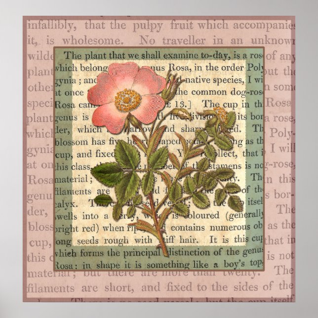 Elegant Vintage Pink Rose Antique Collage Poster (Front)