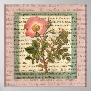 Elegant Vintage Pink Rose Antique Collage Poster
