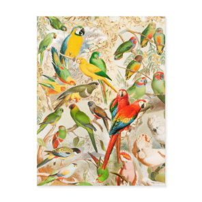 Elegant Vintage Tropical Birds Parrots Postcard