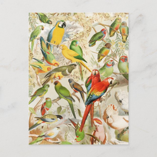 Elegant Vintage Tropical Birds Parrots Postcard (Front)