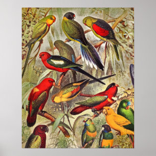 Elegant Vintage Tropical Birds Parrots Poster