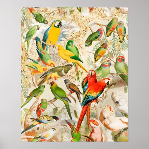 Elegant Vintage Tropical Birds Parrots Poster