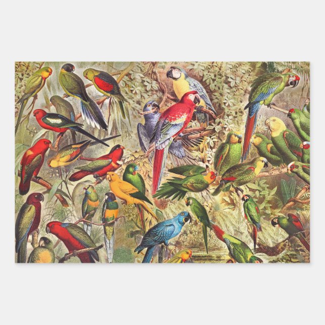 Elegant Vintage Tropical Birds Parrots Wrapping Paper Sheets (Front)