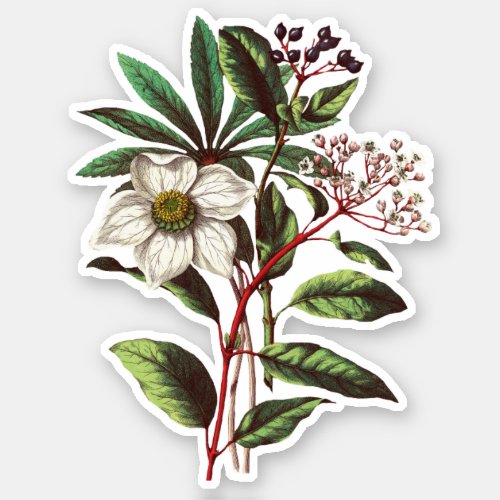 Elegant Vintage Winter Rose Hellebore  Sticker