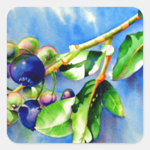 Elegant watercolor Blueberry painting blue fruit Square Sticker