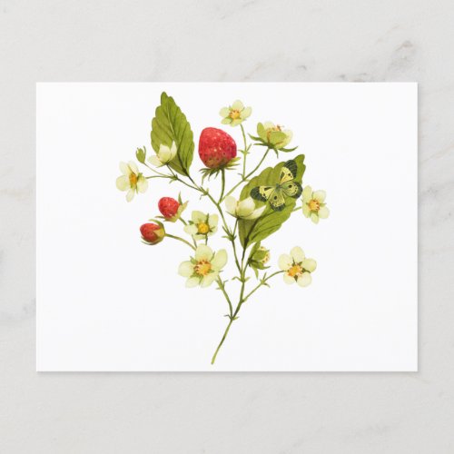 Elegant Watercolor Strawberry Plant with Flowers Postcard