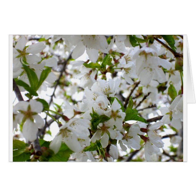 Elegant White Blossom white flowering tree (Front Horizontal)