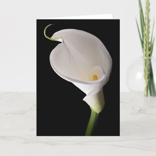 Elegant white calla card