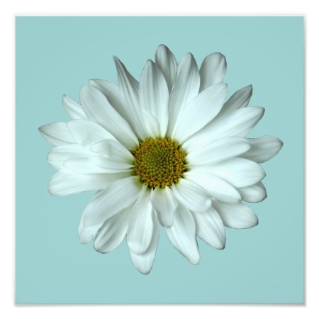 Elegant White Daisy Photo Print