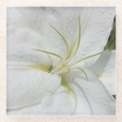 Elegant White Easter Lily Floral Photo Glass Coaster