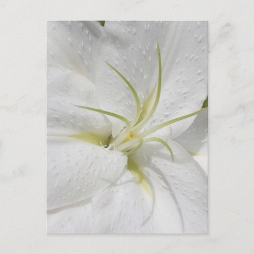 Elegant White Easter Lily Floral Postcard