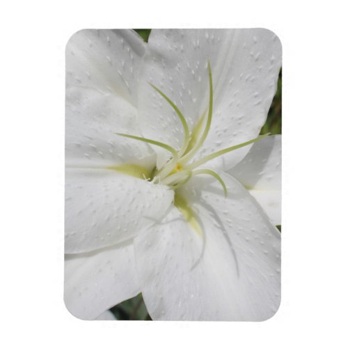 Elegant White Easter Lily Photo Magnet