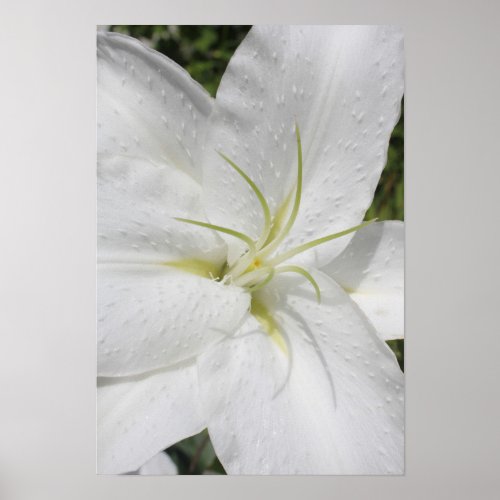 Elegant White Easter Lily Spring Floral Photo Poster