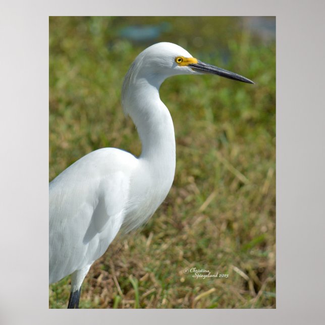 Elegant white Egret bird Poster (Front)