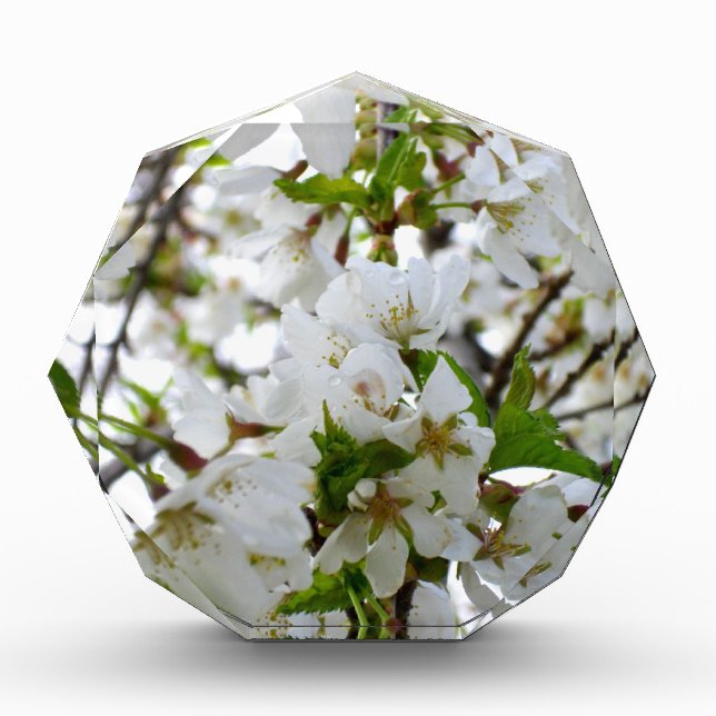Elegant white floral blossom photo acrylic award (Front)