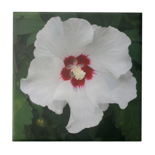 Elegant White Hibiscus Flower Photo Ceramic Tile