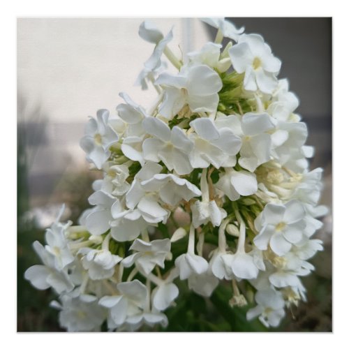 Elegant White Hydrangea Floral Poster Print | Bota