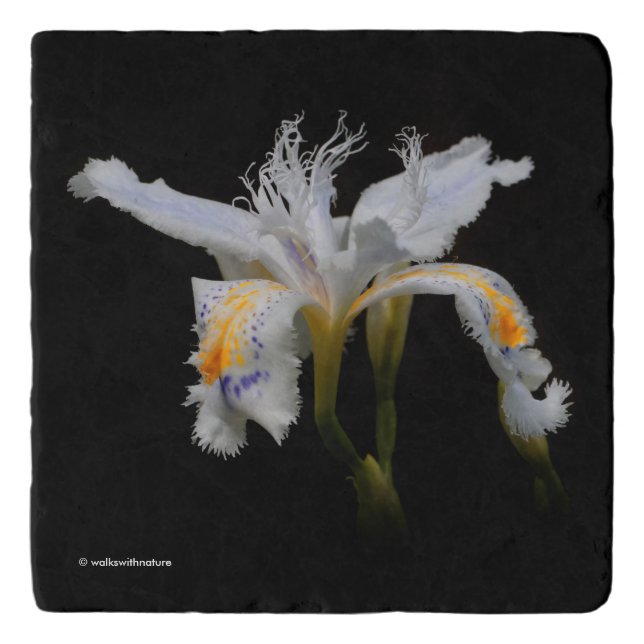 Elegant White Japanese Crested Iris Flower Trivet (Front)