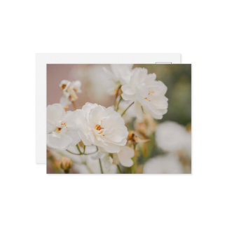 Elegant White Korbin Roses Romantic Photograph Postcard