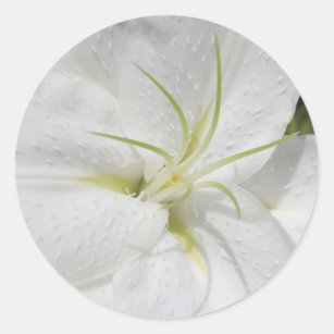 Elegant White Lily Wedding Invitation Classic Round Sticker