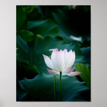 Elegant White Lotus Flower Poster by GiftStation at Zazzle