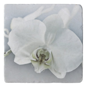 Elegant White Orchid Botanical Art Trivet