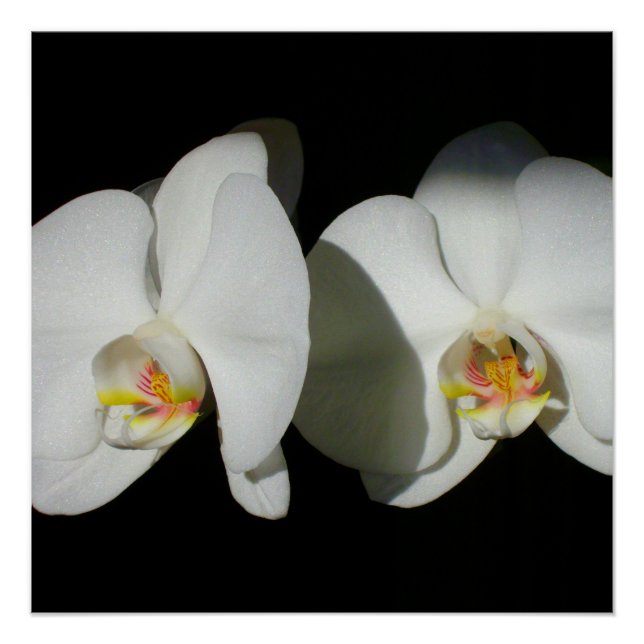 Elegant White Orchids, tropical floral photo Poster (Front)