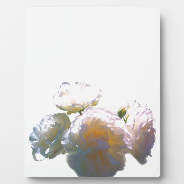 Elegant white peach orange blush roses plaque (Front)