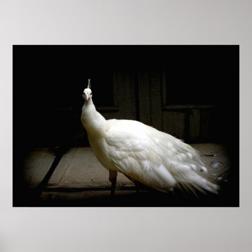 Elegant white peacock vintage bird rustic photo poster