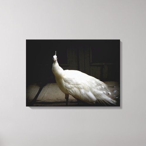 Elegant white peacock vintage nature bird photo canvas print