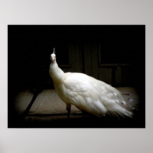 Elegant white peacock vintage nature bird photo poster