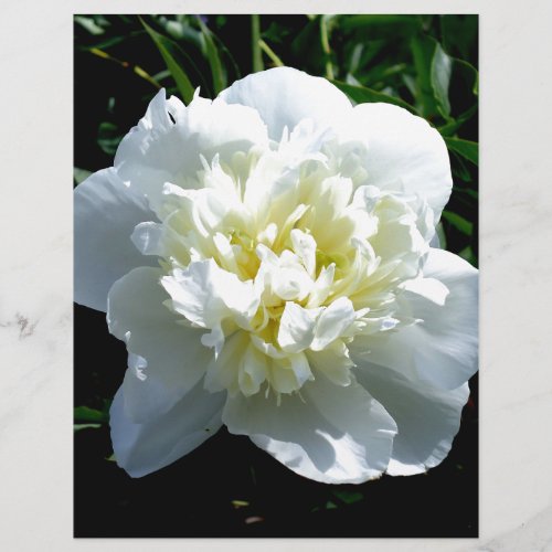 Elegant white peony floral white flower photo