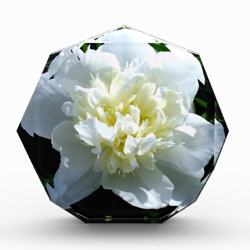 Elegant white peony floral white flower photo acrylic award