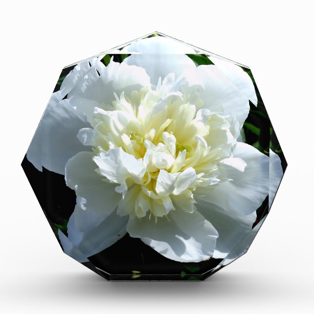 Elegant white peony floral white flower photo acrylic award (Front)