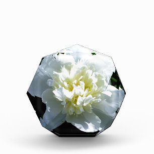 Elegant white peony floral white flower photo acrylic award