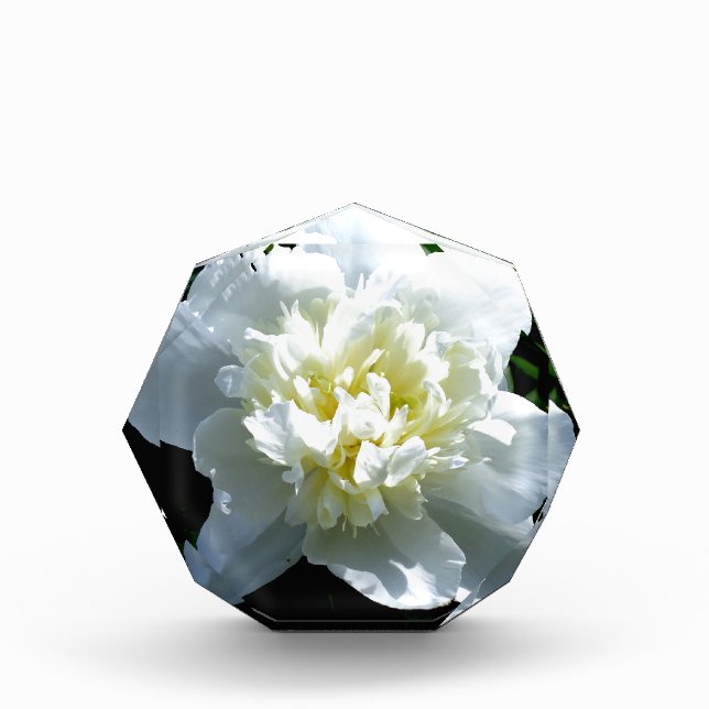 Elegant white peony floral white flower photo acrylic award (Front)