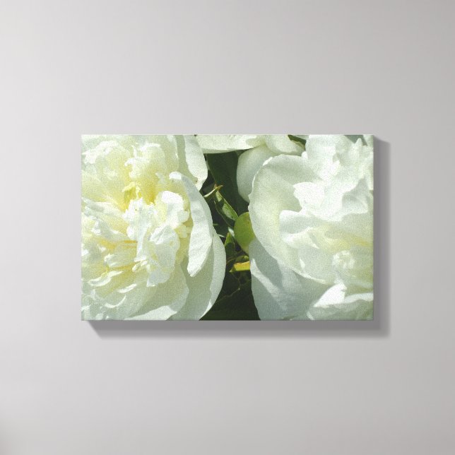Elegant white peony floral white flower photo canvas print (Front)