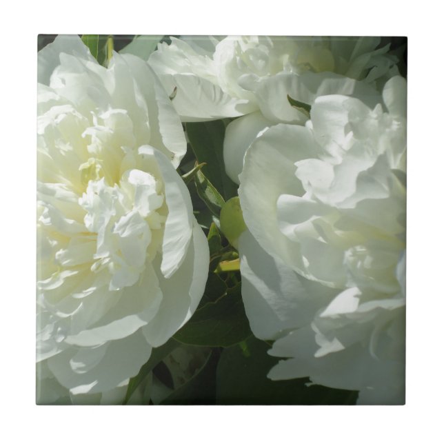 Elegant white peony floral white flower photo ceramic tile (Front)