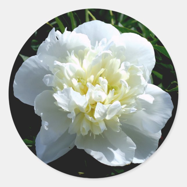 Elegant white peony floral white flower photo classic round sticker (Front)